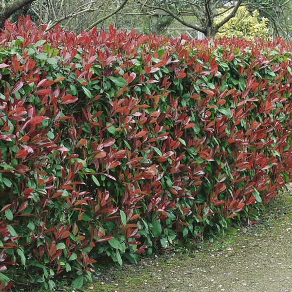 Blattpflanzen: Die grünen Schönheiten für deinen Garten